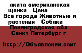 акита американская.щенки › Цена ­ 75 000 - Все города Животные и растения » Собаки   . Ленинградская обл.,Санкт-Петербург г.